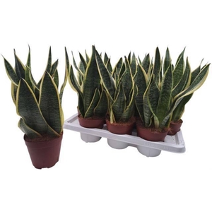 SANSEV FUTURA SUPERB