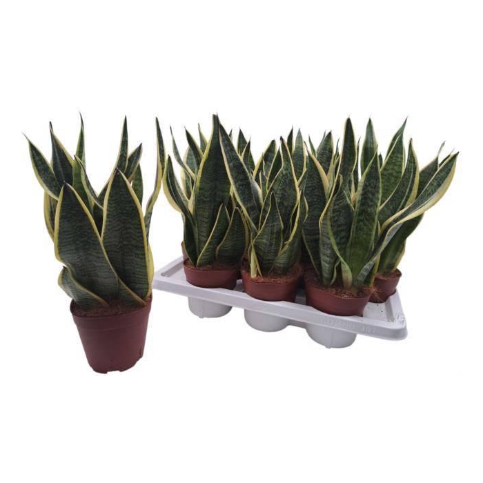 <h4>SANSEV FUTURA SUPERB</h4>