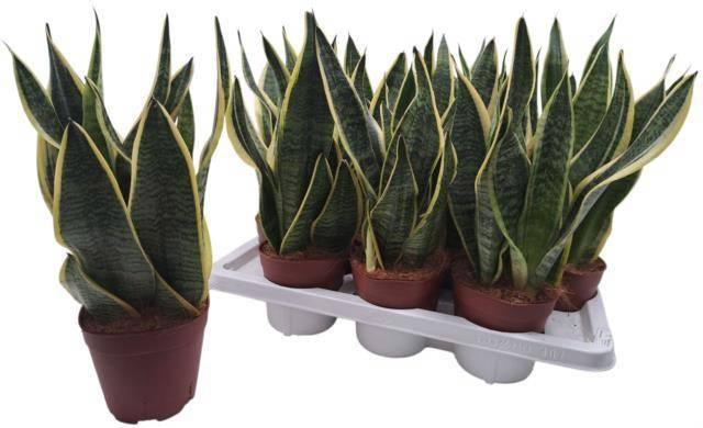 SANSEV FUTURA SUPERB