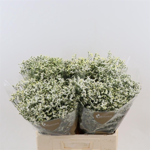 Limonium Sinense China White