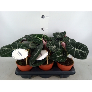 Alocasia  'Black Velvet'