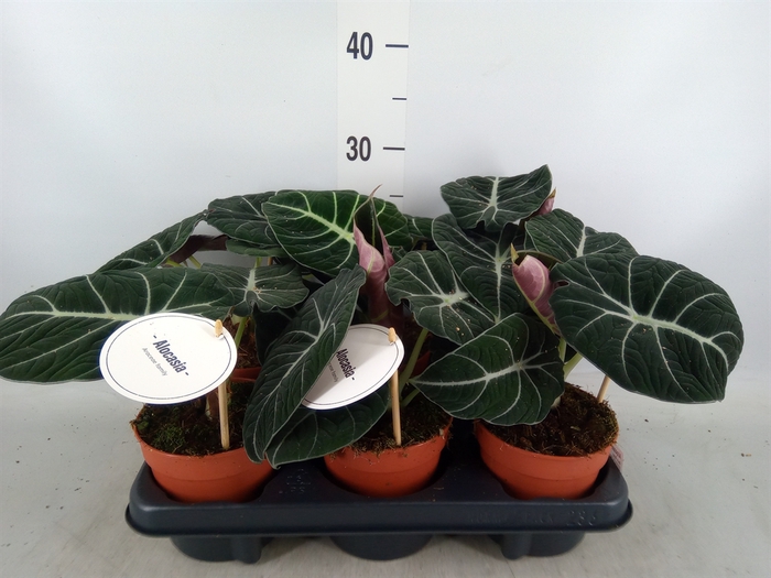 <h4>Alocasia  'Black Velvet'</h4>