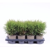 Thuja Occidentalis