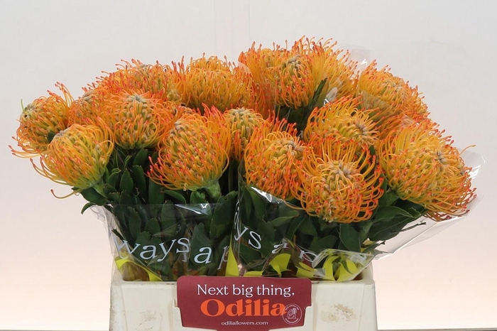 <h4>LEUCO AYOBA SUN</h4>