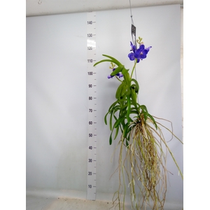 Vanda hybrids