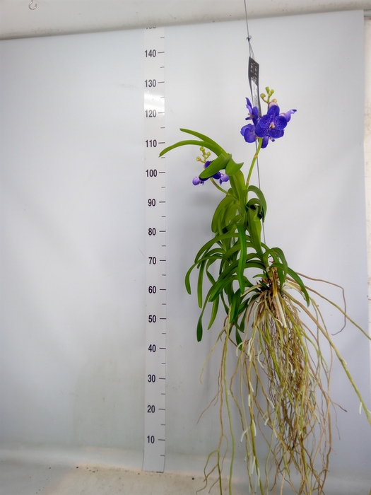 <h4>Vanda hybrids</h4>