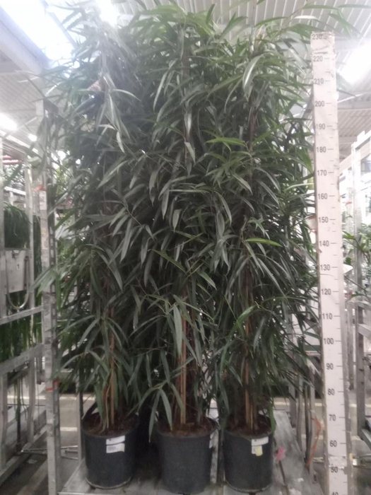 <h4>Ficus binn. 'Alii'</h4>