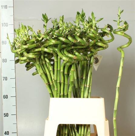 <h4>Drac Lucky Bamboo</h4>