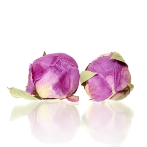 Peony purple 5-5,5cm