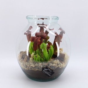 CARNI-2420 Carni creatie terrarium