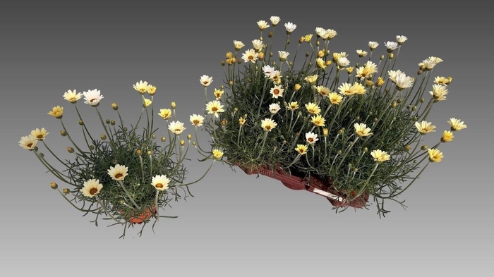 <h4>RHODAN H ZAGORA YELL</h4>