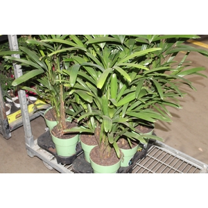PALMEIRA RAPHIS P17