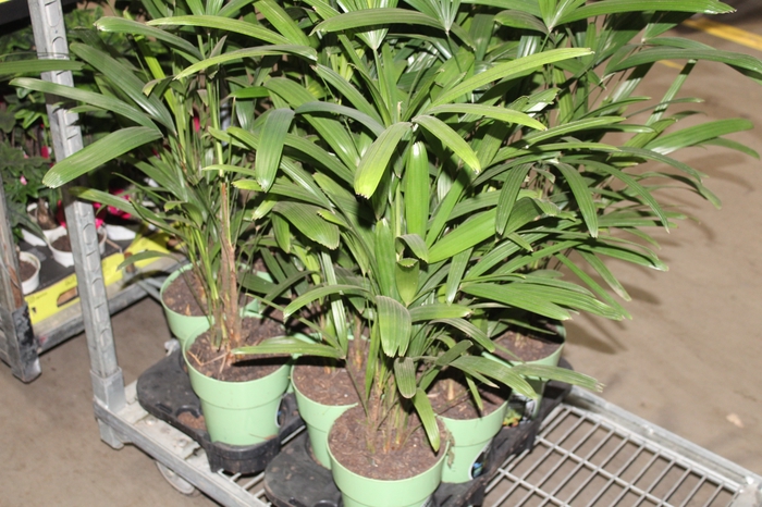 <h4>PALMEIRA RAPHIS P17</h4>