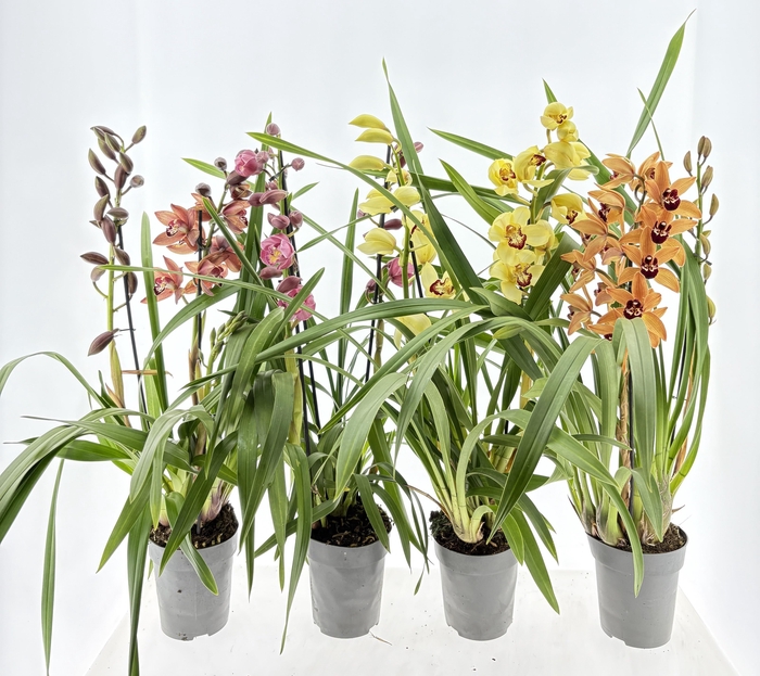 <h4>CYMB GEMENGD</h4>