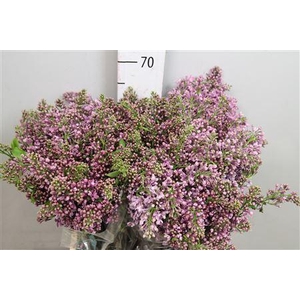 Syr V Dark Koster 4+