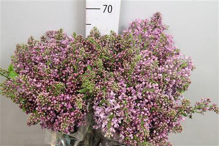 <h4>Syr V Dark Koster 4+</h4>