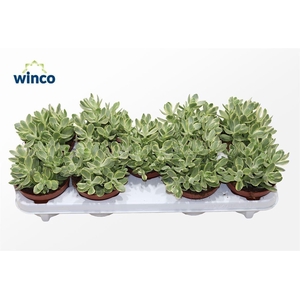 Crassula Rusby Variegata