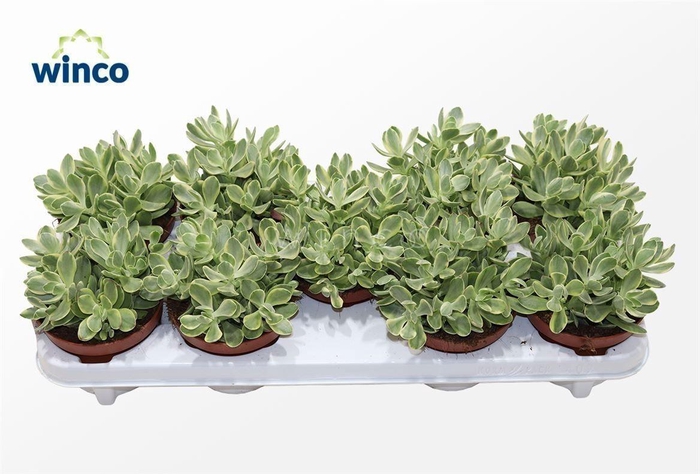 Crassula Rusby Variegata