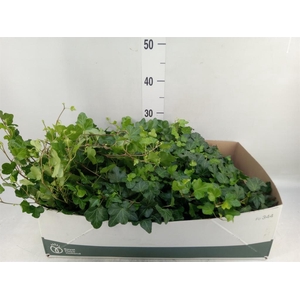 Hedera helix 'Wonder'