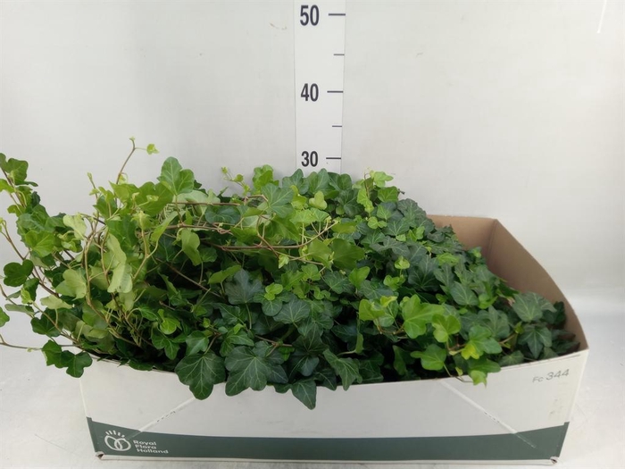 <h4>Hedera helix 'Wonder'</h4>