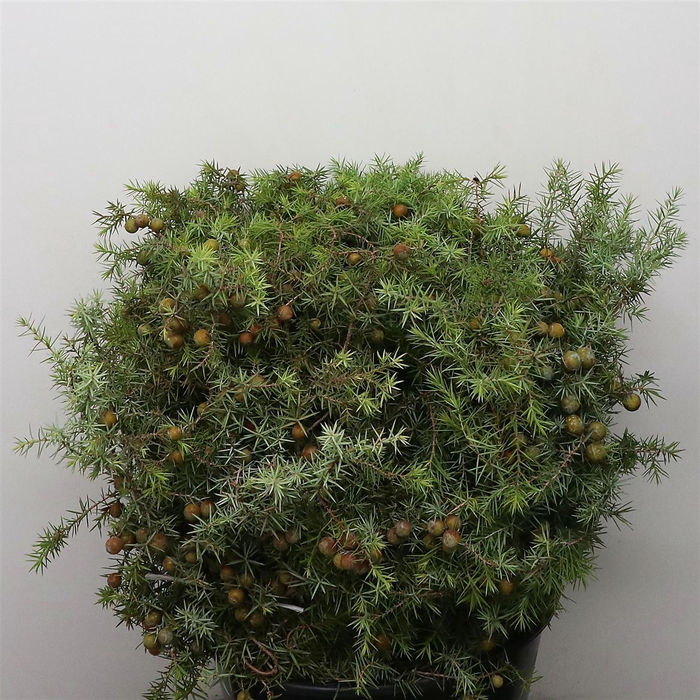 <h4>Juniper 400 Gr P Bunch</h4>