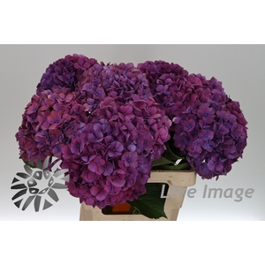 Hydrangea purple haze