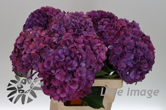 <h4>Hydrangea purple haze</h4>