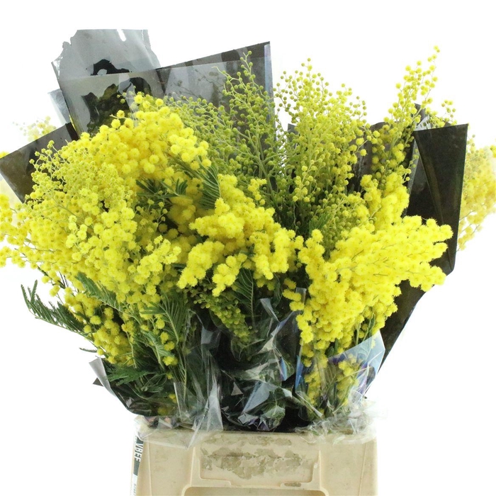 Mimosa Mirandol 150gram Black Sleeve And Chrysal