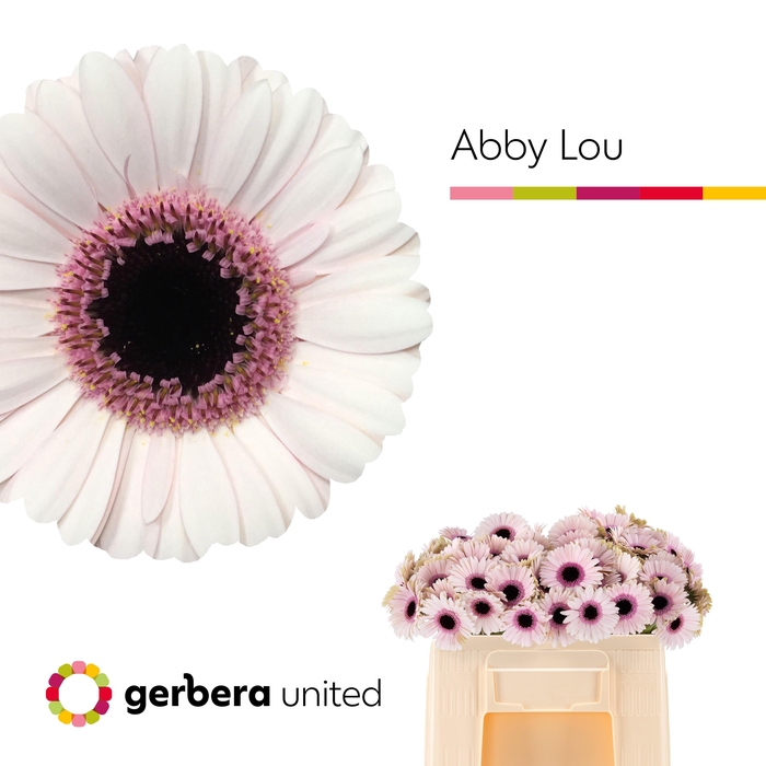 <h4>Germini Abby Lou Water</h4>