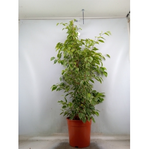 Ficus benja. 'Golden King'