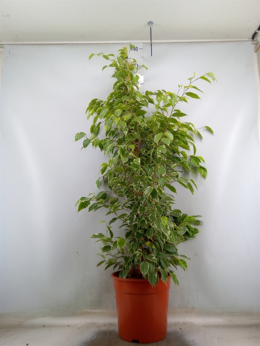 <h4>Ficus benja. 'Golden King'</h4>
