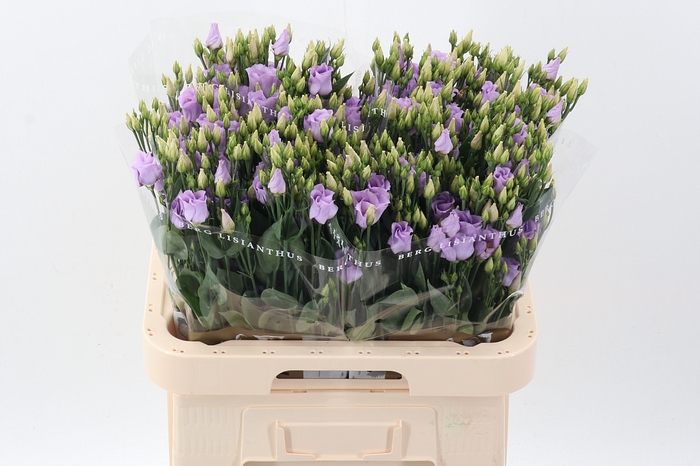 <h4>Eus E Picco Lavender</h4>