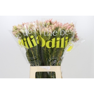 Blushing Bride Ayoba Satin Star