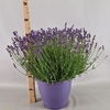 Lavandula angustifolia Essence Pur