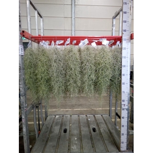 Tillandsia usneoides