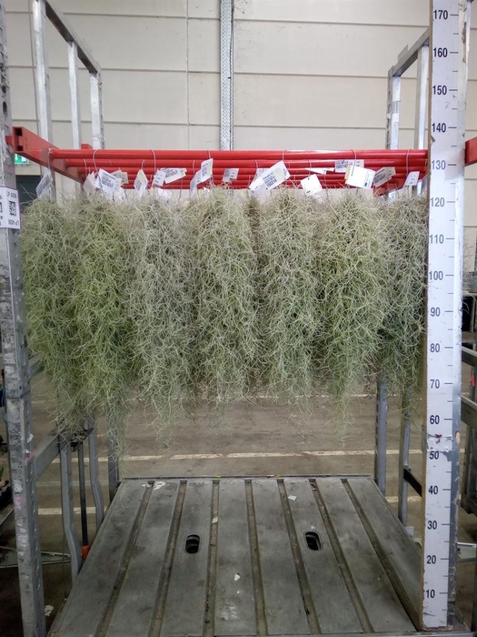 <h4>Tillandsia usneoides</h4>