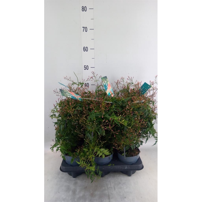 <h4>Jasminum polyanthum</h4>