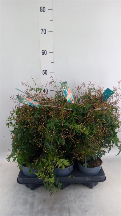 <h4>Jasminum polyanthum</h4>