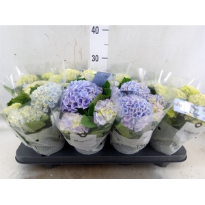 Hydrangea mac. 'Magical Revolution'