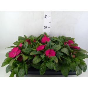 Impatiens NG 'Tamarinda Purple'