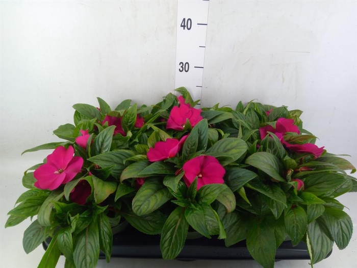 <h4>Impatiens NG 'Tamarinda Purple'</h4>