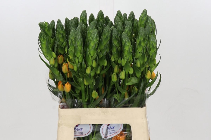 <h4>Ornithogalum Dubium Magic Star</h4>