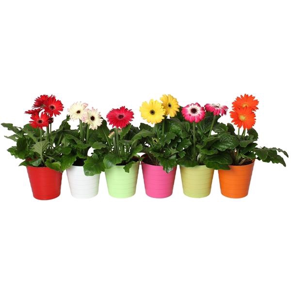 <h4>Gerbera gemengd</h4>