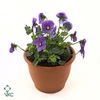 Viola Cornuta Grp Callisto F1 Blue