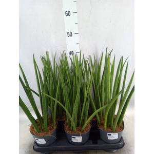 Sansevieria cyl.  ...
