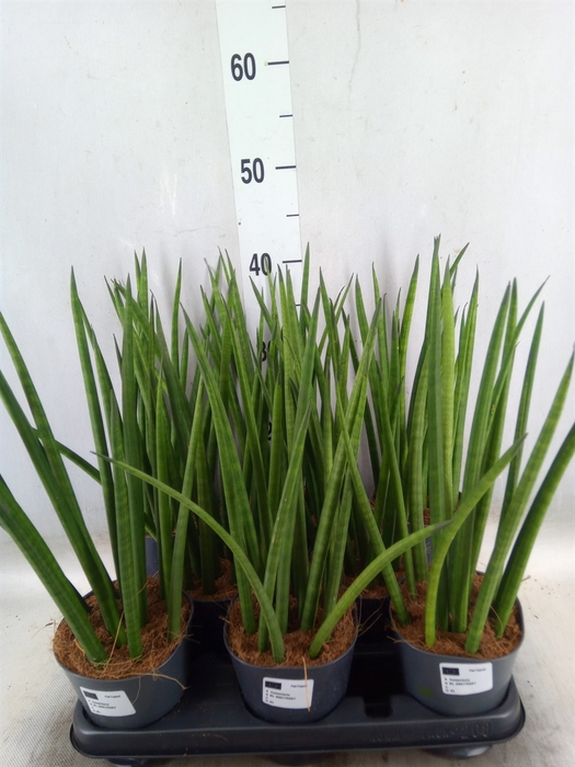 <h4>Sansevieria cyl.  ...</h4>