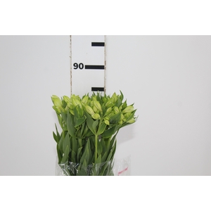 ALSTROEMERIA MISTRAL 080 CM