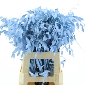 Chasmantium Klb Light Blue