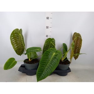 Anthurium crass. 'Karma Botanic'