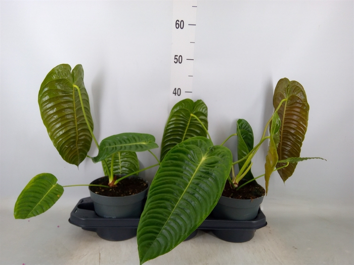 <h4>Anthurium crass. 'Karma Botanic'</h4>